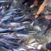 越南要求WWF把越南查鱼撤出红色名录